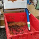 Tamis rotatif DM-TR installé sur une ligne de triage-calibration de cerises - usine ANDROS